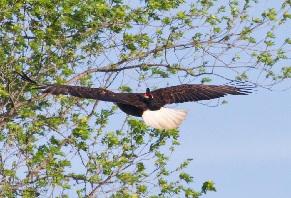  a red winged blackbird riding on the back of a bald eagle 